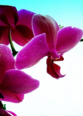 Odhalené půvaby rostlin - Tajemná orchidej...