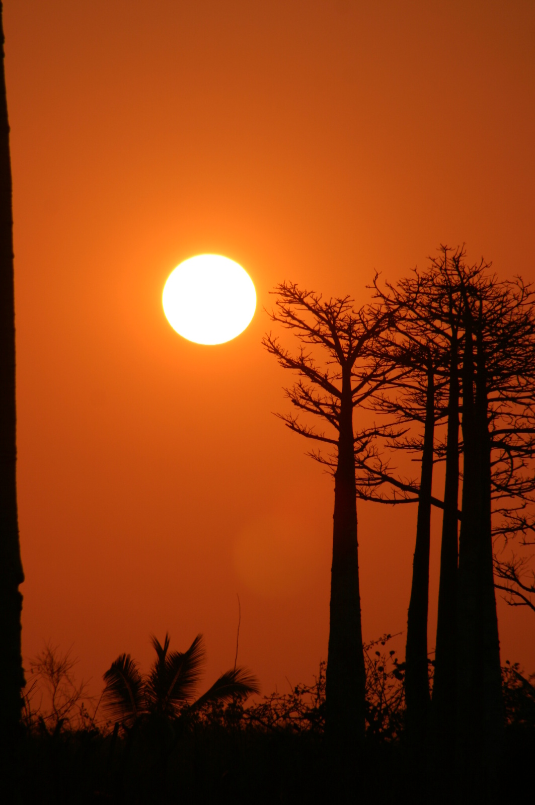 Sluneční kotouč u baobabu