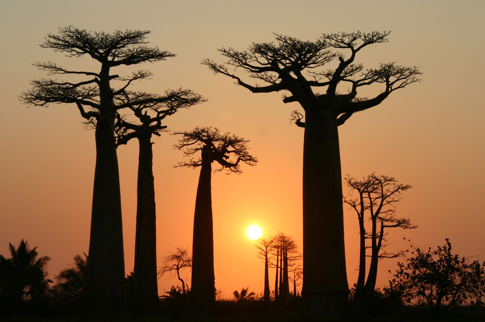 Kouzlo západu slunce u baobabů