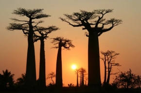 Jindřiška Blovská - Kouzlo západu slunce u baobabů