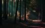 Rudolf Tůma -Lesní osvětlení