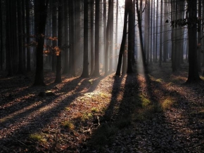 Jan Krýsa - Toulky zimním lesem