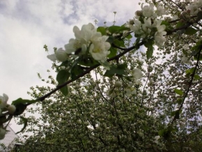 Odhalené půvaby rostlin - Kvetoucí jabloně