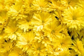 Odhalené půvaby rostlin - Žluté květy
