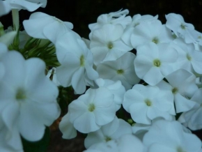 Odhalené půvaby rostlin - Bílá