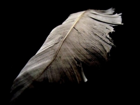 Lýdia Selecká - Feather
