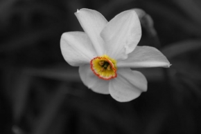 Odhalené půvaby rostlin - Narcis