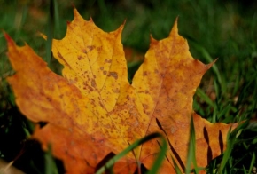 Fotograf roku v přírodě 2011 - Fallen leaf