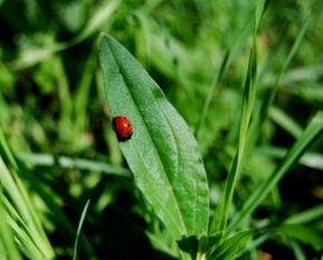 Fotograf roku v přírodě 2011 - You go to the hell because ladybird said it !