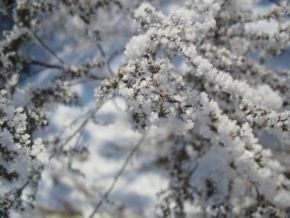Fotograf roku v přírodě 2011 - Zimní přikrývka