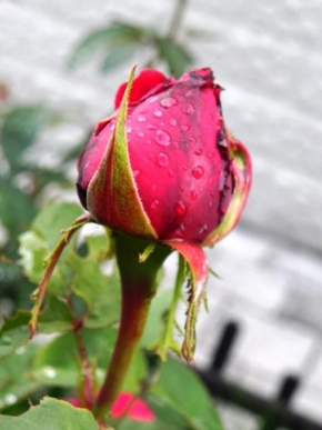 Odhalené půvaby rostlin - Red rose