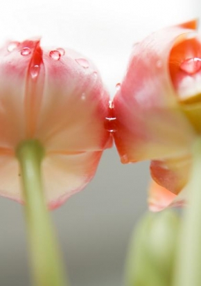 Odhalené půvaby rostlin - Tulipány
