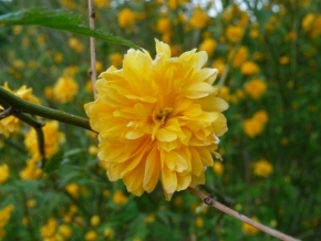 Odhalené půvaby rostlin - Žlutý keříkový květ