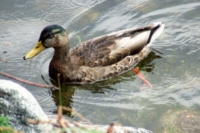 Milan Halper - Duck