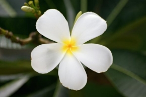 Odhalené půvaby rostlin - Velmi jednoduchá a velmi překrásná květina
