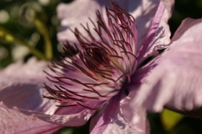Odhalené půvaby rostlin - Růžový detail