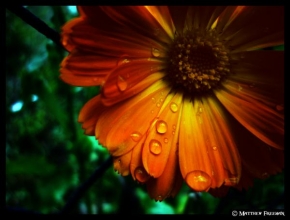 Odhalené půvaby rostlin - Fotograf roku - Junior - Kapky deště