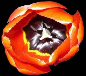 Odhalené půvaby rostlin - Tulipáánik