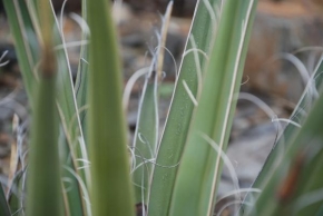 Odhalené půvaby rostlin - Aloe Vera