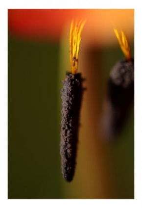 Odhalené půvaby rostlin - Fotograf roku - Kreativita - PRAŠNÍK