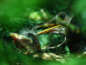 Fotograf roku v přírodě 2011 - Starostlivá mamina z ptačí říše .