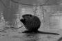 Žaneta Brindová -Myšičko, myš, pojd ke mně blíž...