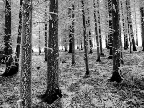 Jaroslav Rod - Zima v lese
