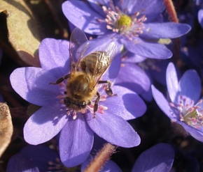 Odhalené půvaby rostlin - Včelí radost