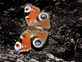 Fotograf roku v přírodě 2011 - Motýlek