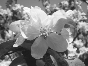 Lenka Pokorná - Květ