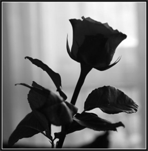 Černá nebo bílá? - Růže