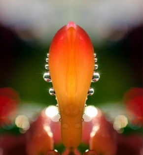 Odhalené půvaby rostlin - Fotograf roku - Kreativita - Orosený kvítek kaktusu
