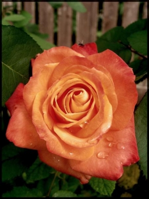 Odhalené půvaby rostlin - Slzy růže