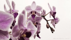 Odhalené půvaby rostlin - Maminčina orchidej