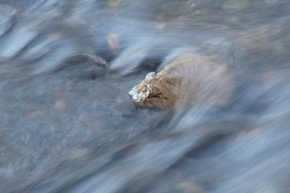 Fotograf roku v přírodě 2011 - Tekoucí voda