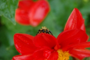 Odhalené půvaby rostlin - Když zmokne včela