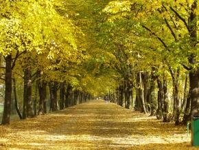 Stromy v krajině - Podzimní cesta