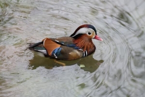 Fotograf roku v přírodě 2011 - Kachnička mandarínská - kačer