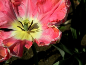 Eva Bacova - Opat tulipan