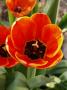 Kouzelný tulipán..