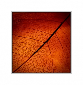 Miroslava Chabadová - Structure of a Leaf