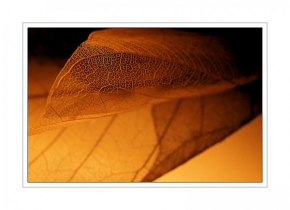 Odhalené půvaby rostlin - Structure of a Leaf 2