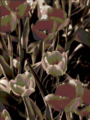 Odhalené půvaby rostlin - Romantická květina