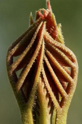 Odhalené půvaby rostlin - Fotograf roku - TOP 20 - Prebúdzanie orechového listu