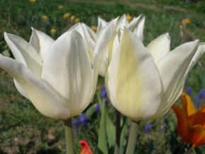 Odhalené půvaby rostlin - Bílí tulipáni