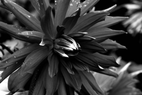 Odhalené půvaby rostlin - In  Black