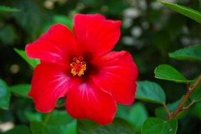 Odhalené půvaby rostlin - Hibiscus in Cyprus