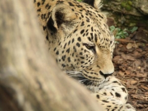 Fotograf roku v přírodě 2011 - Leopard