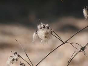 Fotograf roku v přírodě 2011 - Sucha kvetina