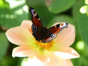 Fotograf roku v přírodě 2011 - Motýľ